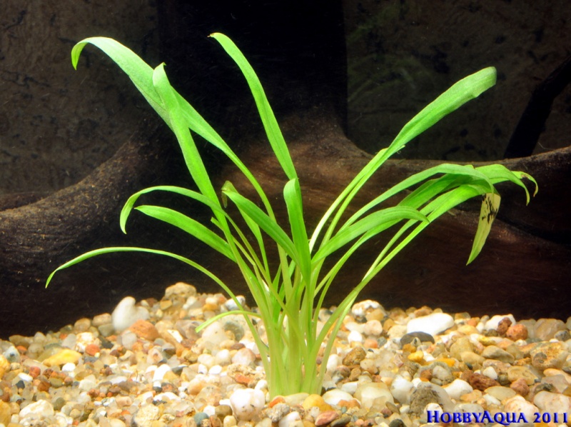 Datei:Cryptocoryne albida.jpg