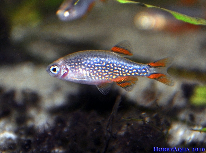 Datei:Danio margaritatus.jpg