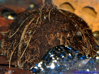 Dupratzi Weibchen in Kokoshöhle