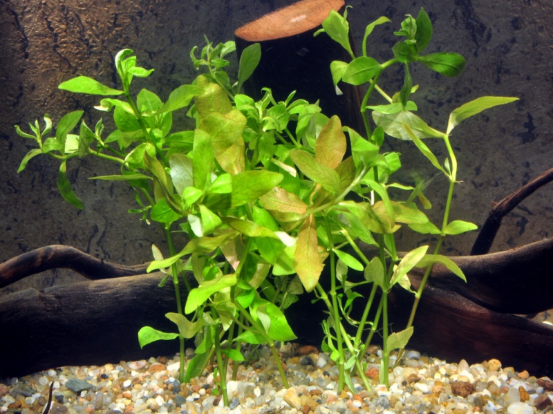 Datei:Hygrophila polysperma.jpg