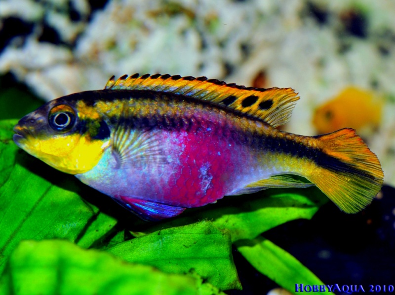 Datei:Pelvicachromis pulcher W.jpg