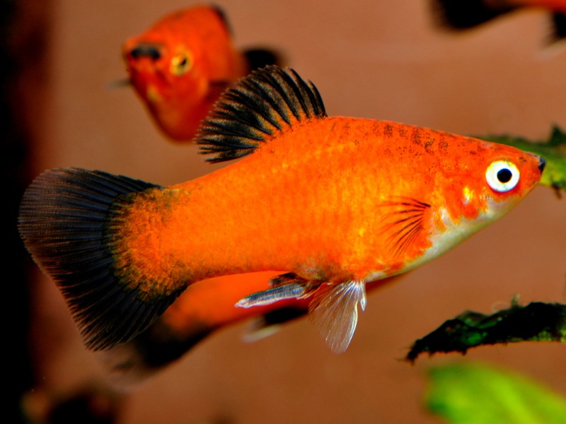 Datei:Roter Wagtail Platy.jpg