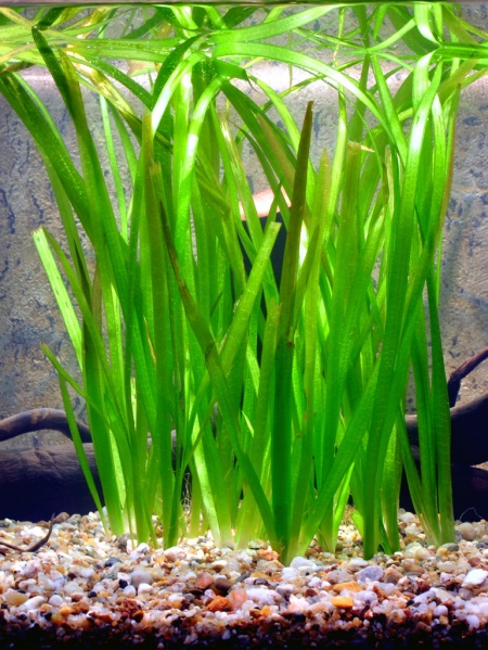 Datei:Vallisneria spiralis.jpg