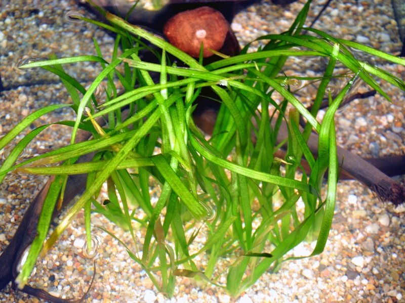 Datei:Vallisneria spiralis 1.jpg