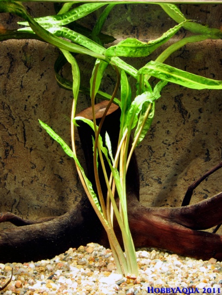 Datei:Cryptocoryne balansae.jpg
