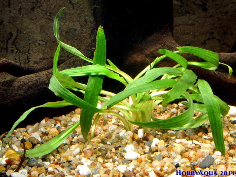 Datei:Cryptocoryne spiralis.jpg