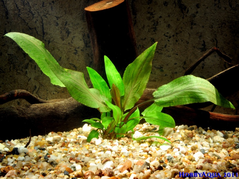Datei:Cryptocoryne undulatus.jpg