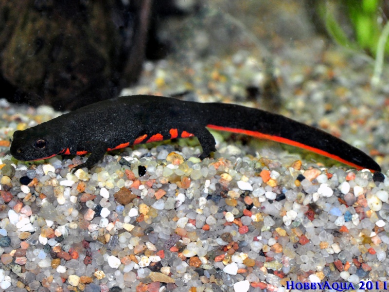 Datei:Cynops orientalis.jpg