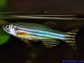 Danio rerio.jpg