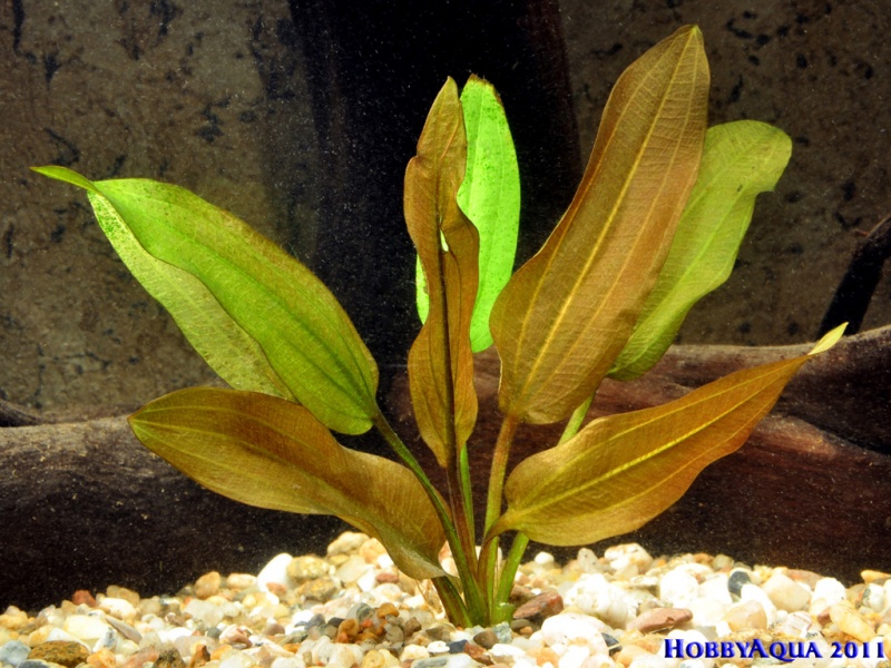 Datei:Echinodorus graciella.jpg