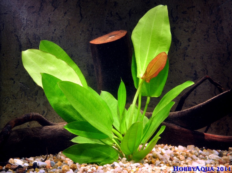 Datei:Echinodorus oriental.jpg