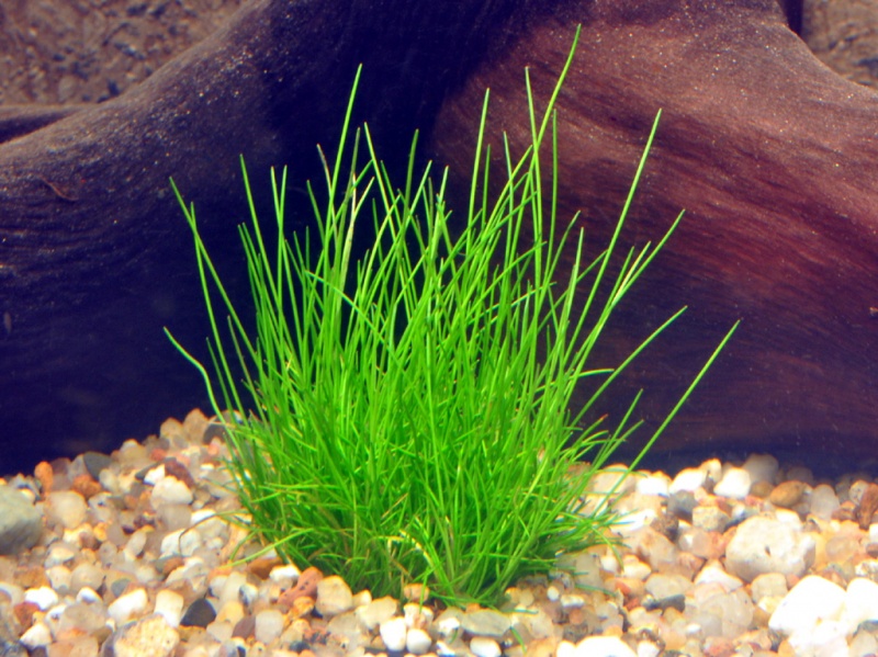 Datei:Eleocharis parvula.jpg