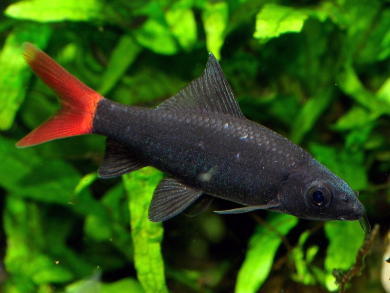 Datei:Epalzeorhynchos bicolor.jpg