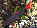 Epalzeorhynchos frenatum.jpg