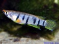 Epiplaty dageti monroviae.jpg