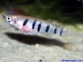 Epiplaty dageti monroviaeW.jpg