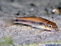 Garra ceylonensis.jpg