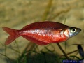 Glossolepis incisus.jpg