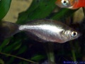 Glossolepis incisus W.jpg