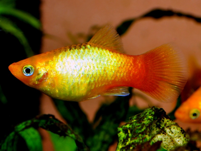 Datei:Glowlight Sunset Platy.jpg