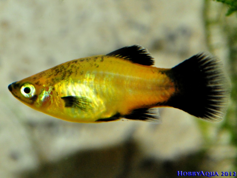 Datei:GoldenerWagtailPlaty.jpg