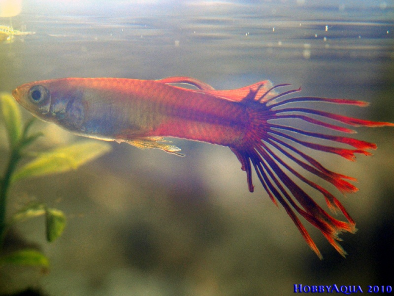 Datei:GuppyMerah.jpg