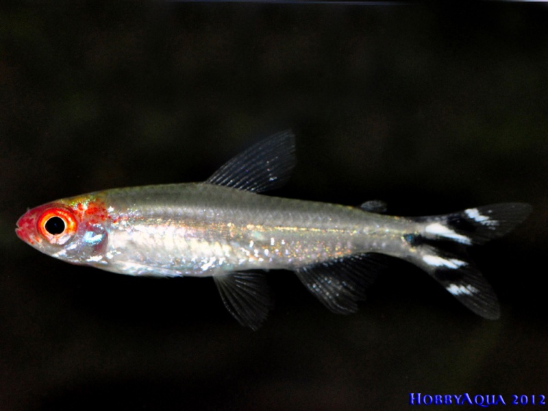 Datei:Hemigrammus rhodostomus.jpg