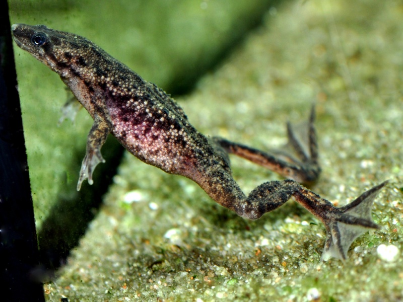 Datei:Hymenochirus boetgeri.jpg