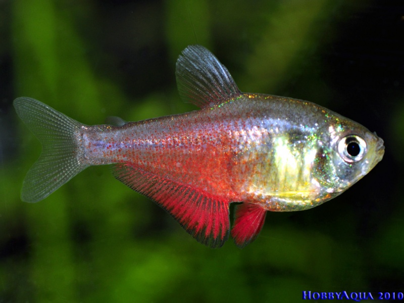 Datei:Hyphessobrycon flammeus.jpg