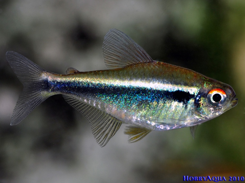 Datei:Hyphessobrycon herbertaxelrodi.jpg