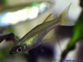 Iriatherina werneri W.jpg