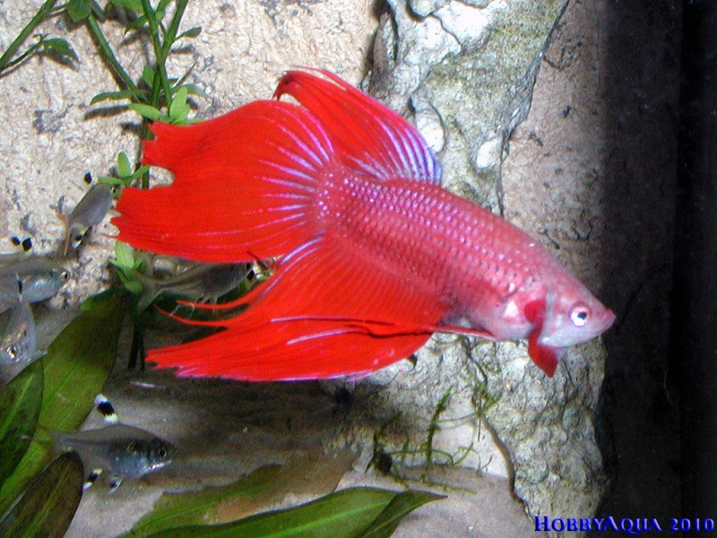 Datei:KampffischRot.jpg