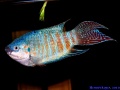 Macropodus opercularis.jpg