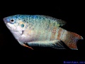 Macropodus opercularis W.jpg