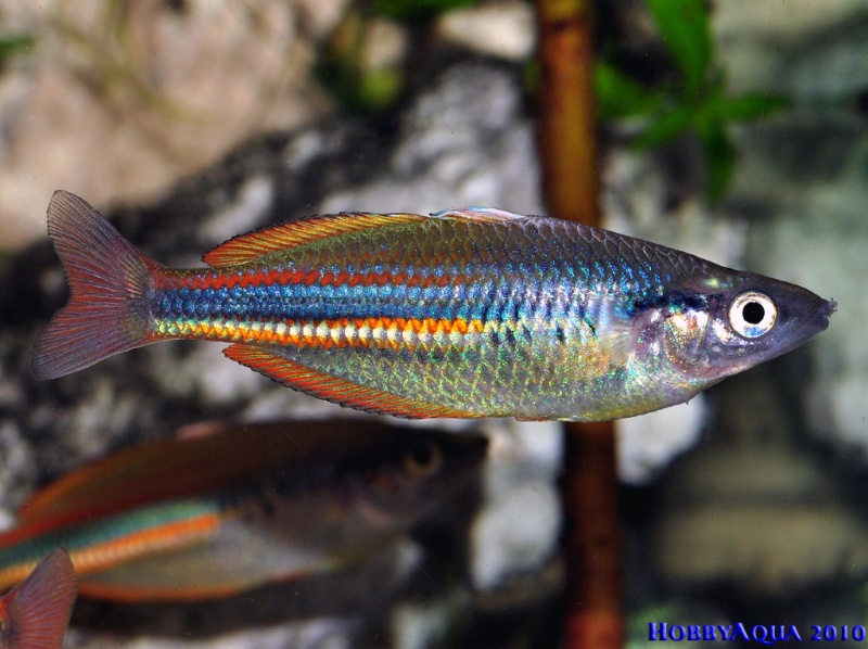 Datei:Melanotaenia affinis.jpg