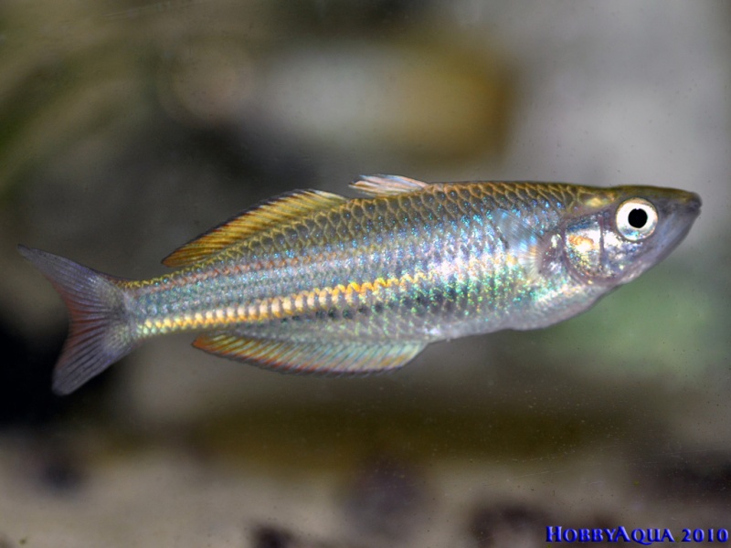 Datei:Melanotaenia affinis W.jpg