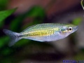 Melanotaenia boesemani W.jpg