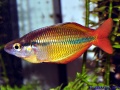 Melanotaenia herbertaxelrodi.jpg