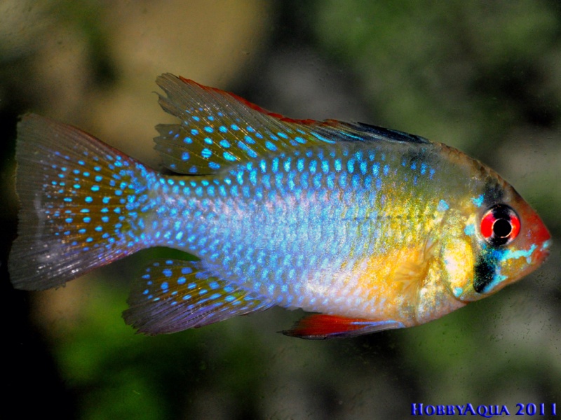 Datei:Microgeophagus ramirezi.jpg