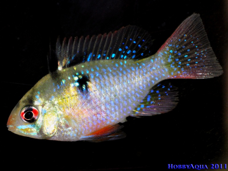 Datei:Microgeophagus ramirezi W.jpg