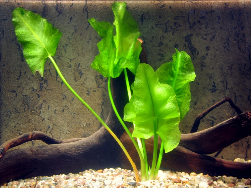 Datei:Nuphar japonica.jpg