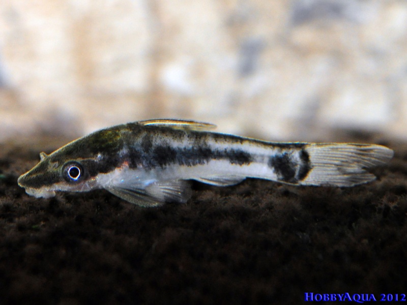 Datei:Otocinclus affinis.jpg