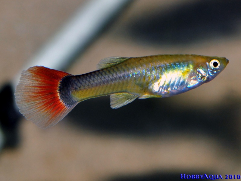 Datei:Poecilia reticulata W.jpg