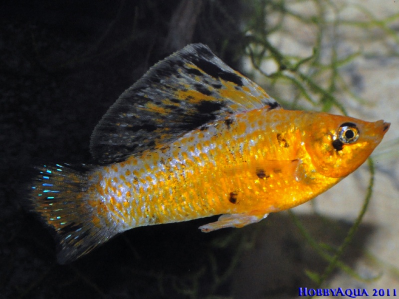 Datei:Poecilia velifera.jpg