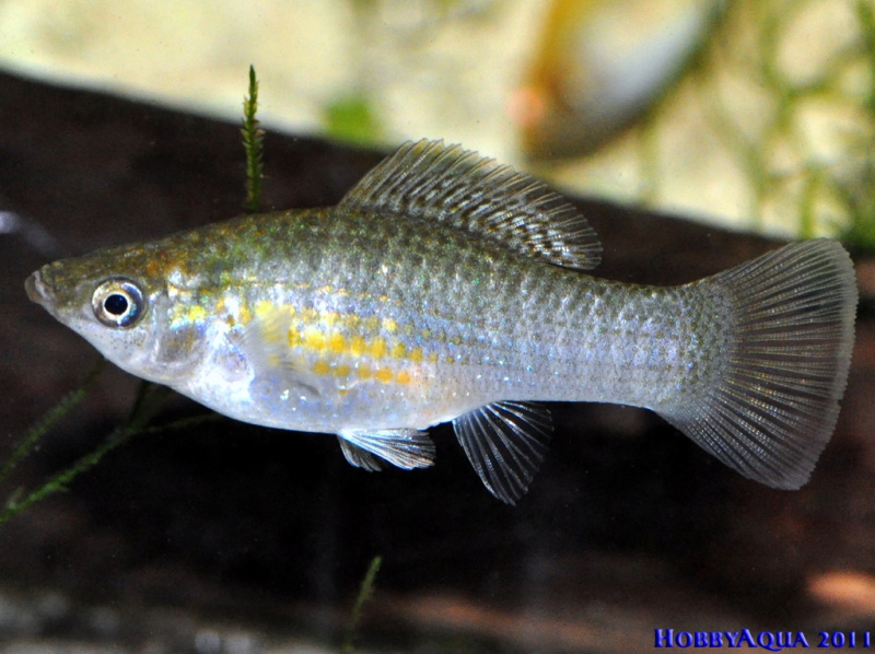 Datei:Poecilia velifera2.jpg