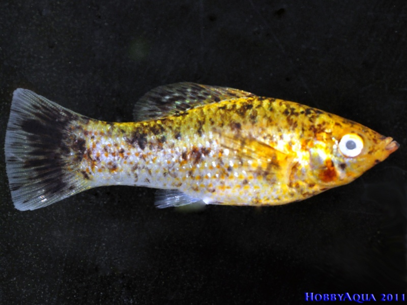 Datei:Poecilia velifera W.jpg