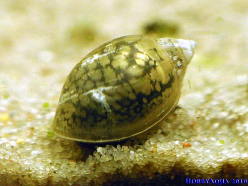 Datei:QuellblasenSchnecke.jpg