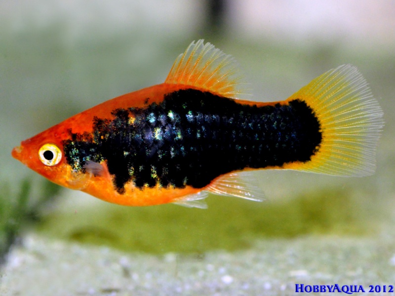 Datei:RoterTuxedoPlaty.jpg