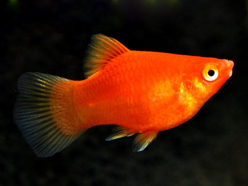 Datei:Roter Korallenplaty.jpg