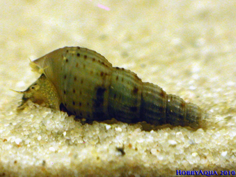 Datei:TurmdeckelSchnecke.jpg